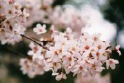 淡いピンクに中央がほのかに赤い花びらの桜の写真
