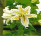 外側は白く中央は黄色い大きな花びらのやまゆりの写真