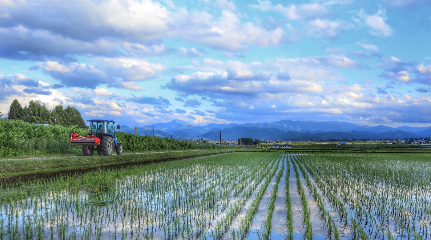 会津美里町の水田に稲が植えられて美しい画像