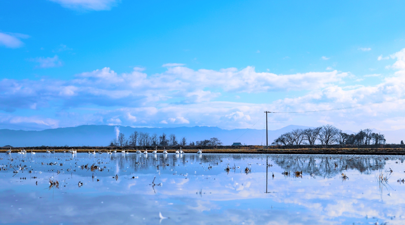 会津美里町の田園の雪がとけ、水田を白鳥が泳いでいる様子の画像