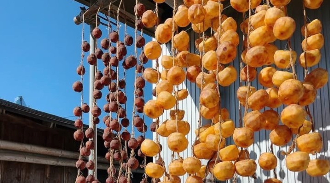 会津美里町の特産品である身しらず柿が日光に干されて干し柿がつくられている様子