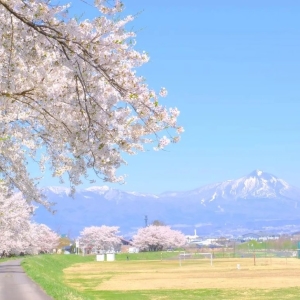 宮川河川敷の桜と磐梯山の画像