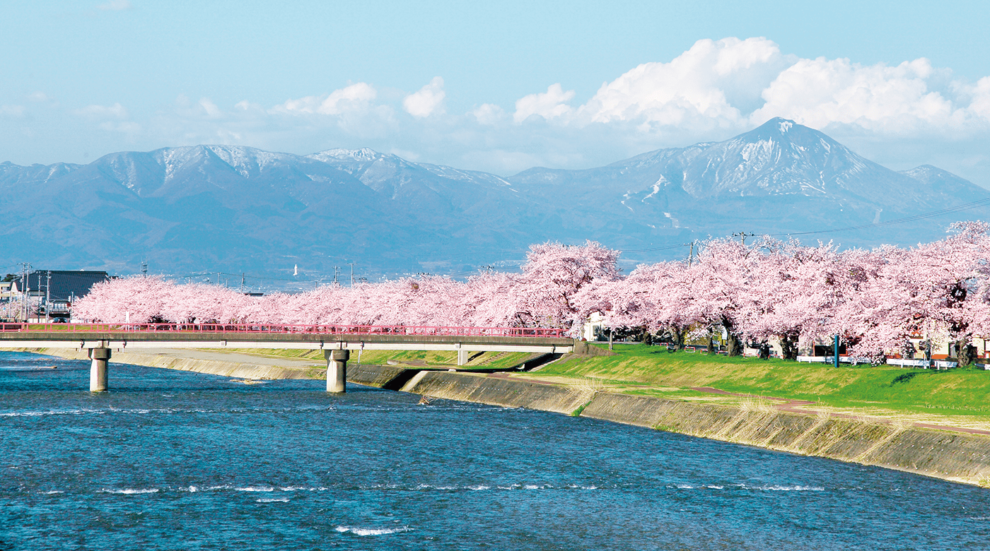 会津美里町の名所、宮川の千本桜が咲き誇っている様子の画像