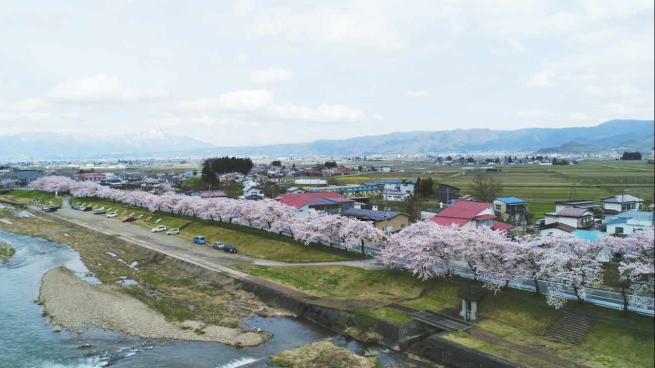 川の近くの道路に沿って桜が満開に咲いている様子と、その先の街並みを上空から撮った写真