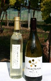 木に実っているシャルドネを背景に、収穫して作られた瓶詰されたワインの写真