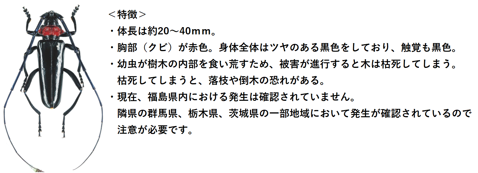 kubiakatsuya3