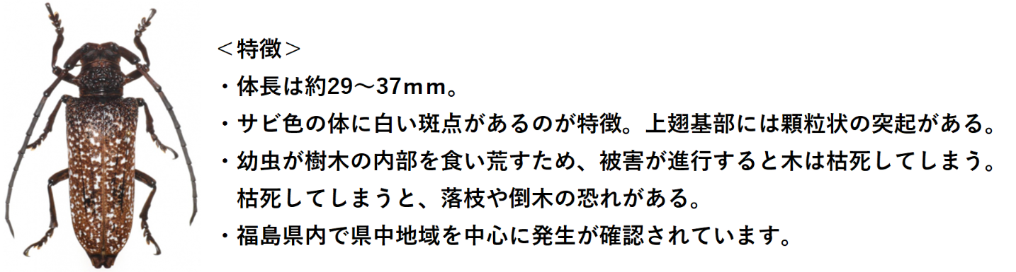 sabiirokuwa1