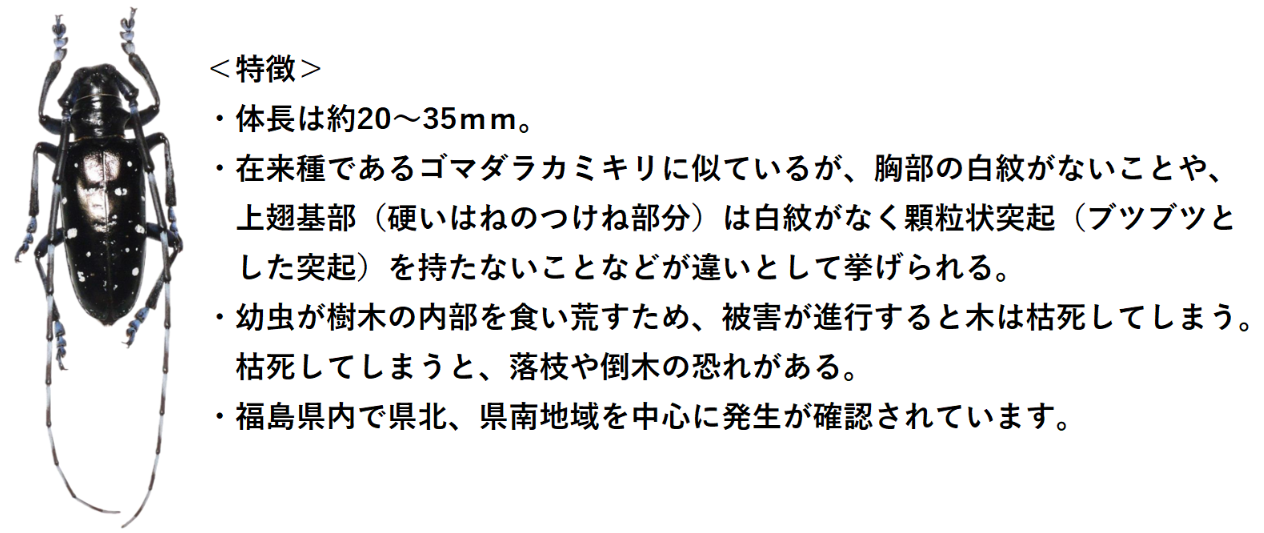 tsuyahadagomadara