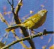 木の枝に掴まり、黄緑色でつぶらな瞳をしているうぐいすの写真